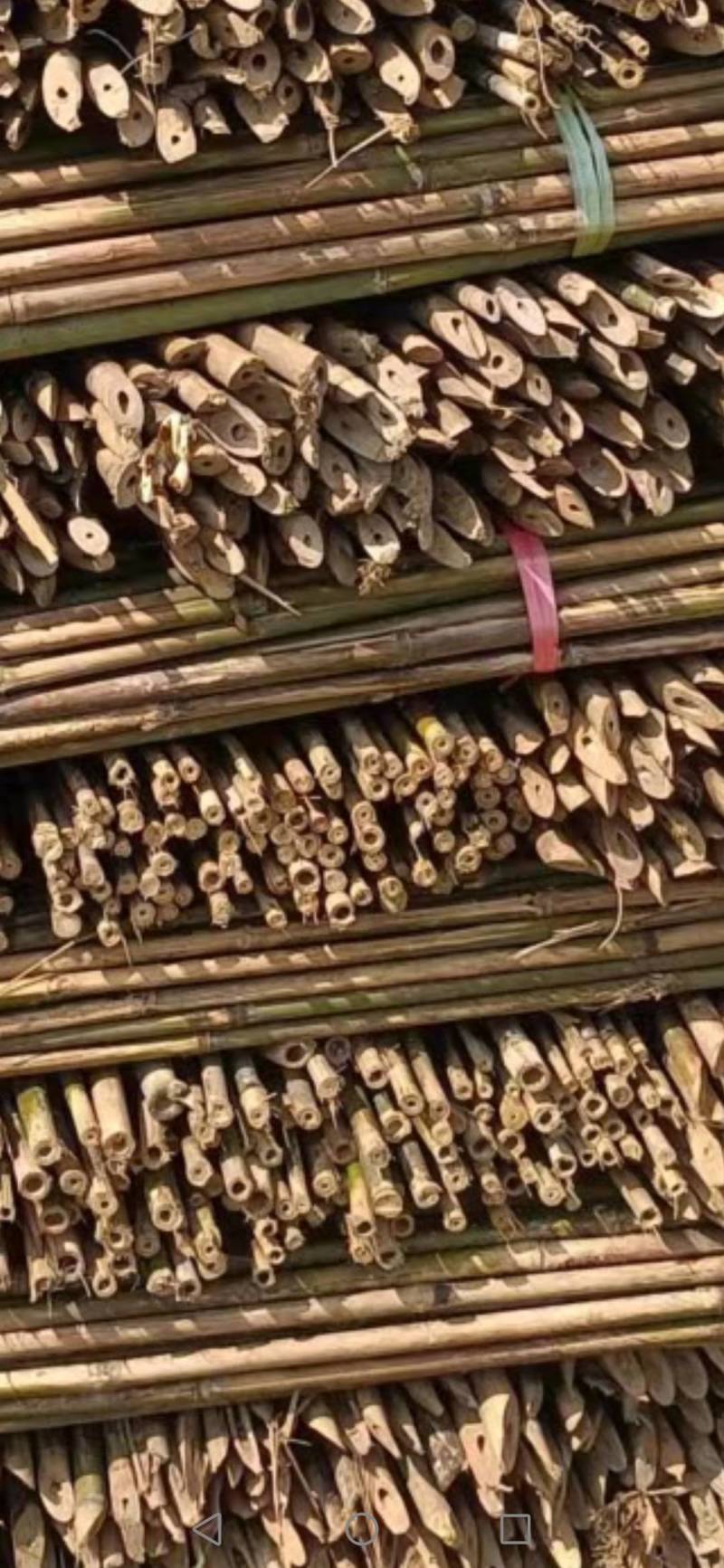 湖南竹子（产地地发各种规格的竹竿、菜架竹，架条新货现卖，