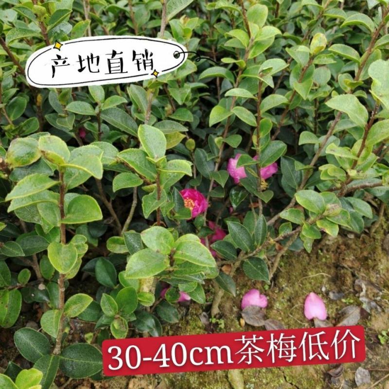 茶梅小苗茶梅工程苗庭院茶梅球室内室外四季常青绿化茶