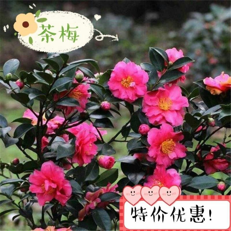 茶梅小苗茶梅工程苗庭院茶梅球室内室外四季常青绿化茶