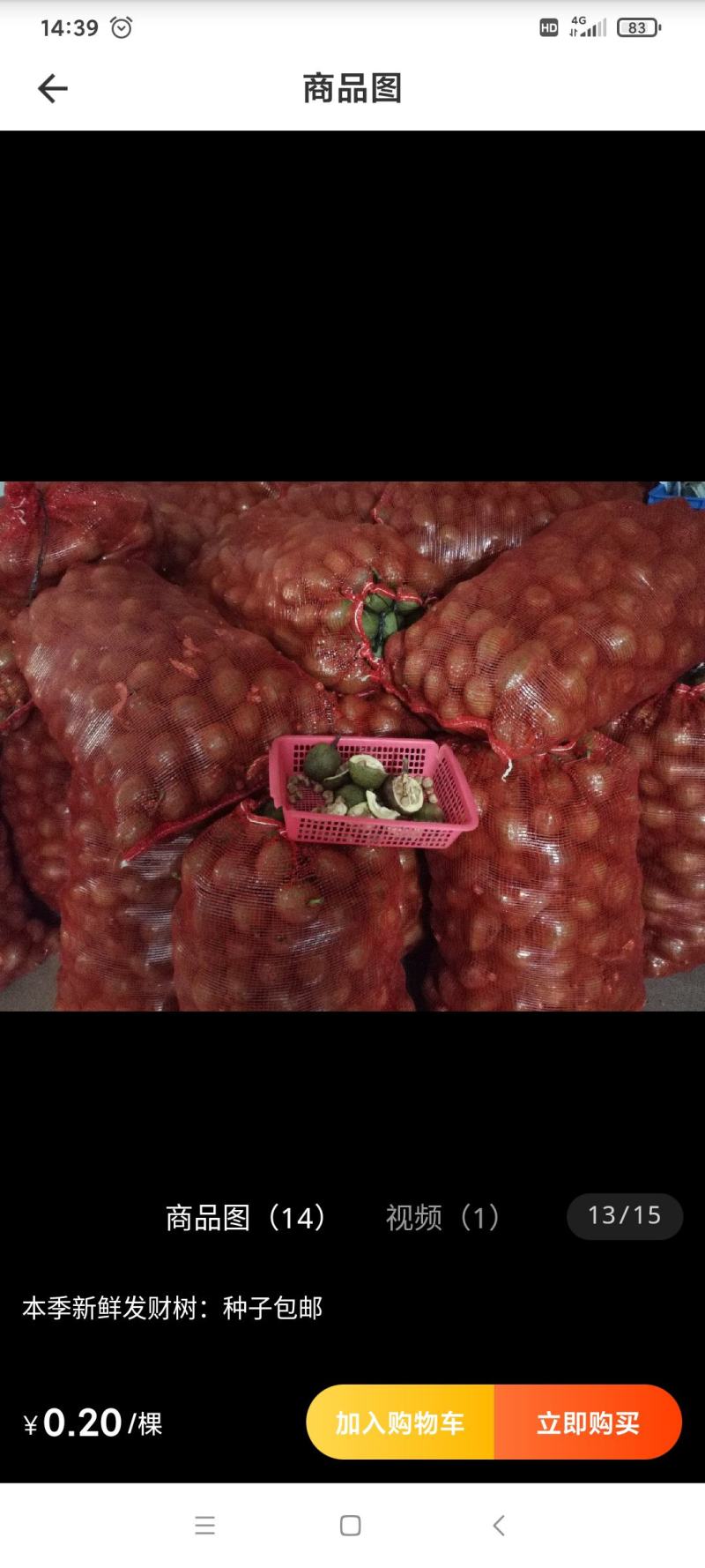 发财树种子