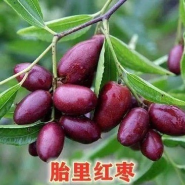 胎里红枣树苗三年