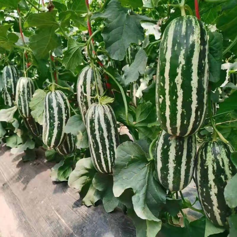 山东博洋甜瓜莘县博洋九号网红甜瓜品质保障可视频看货
