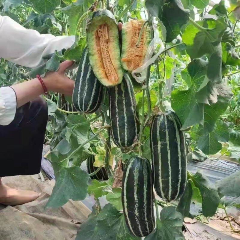 山东博洋甜瓜莘县博洋九号网红甜瓜品质保障可视频看货