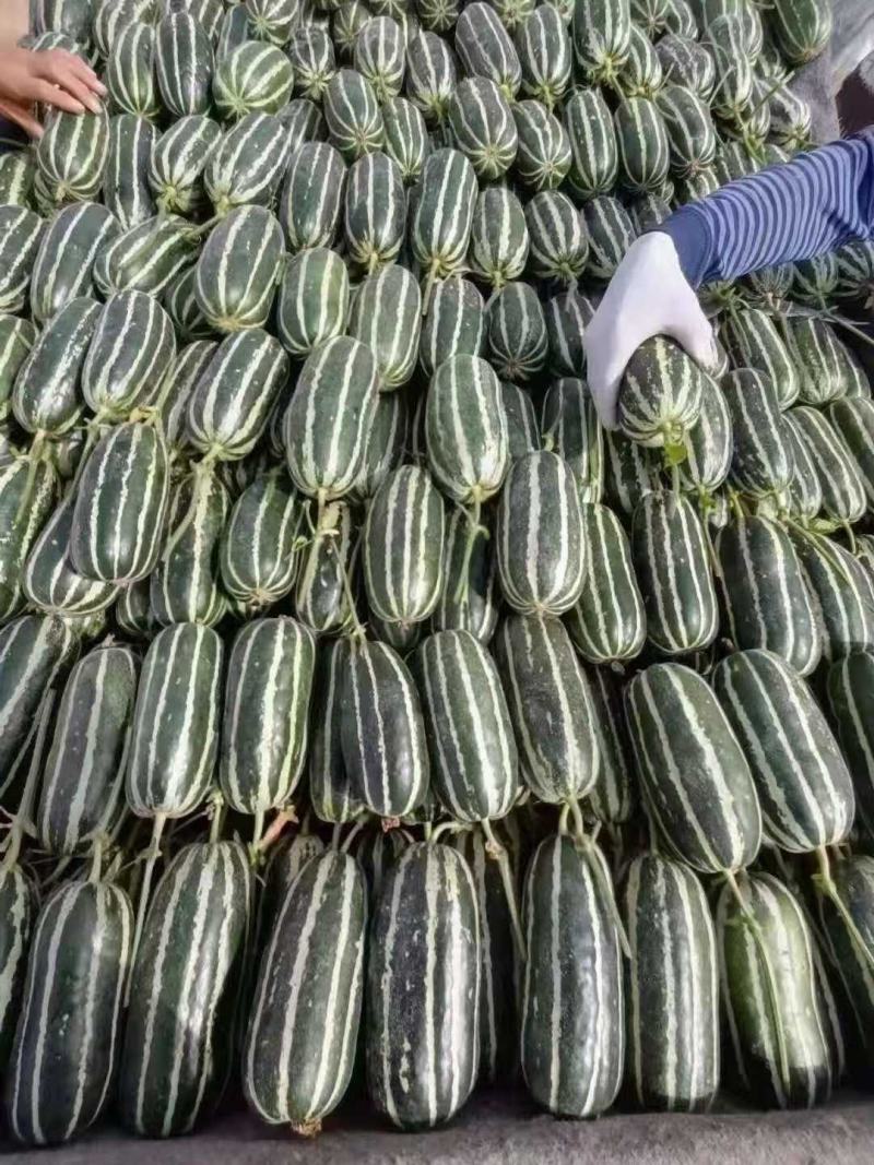 山东博洋甜瓜莘县博洋九号网红甜瓜品质保障可视频看货
