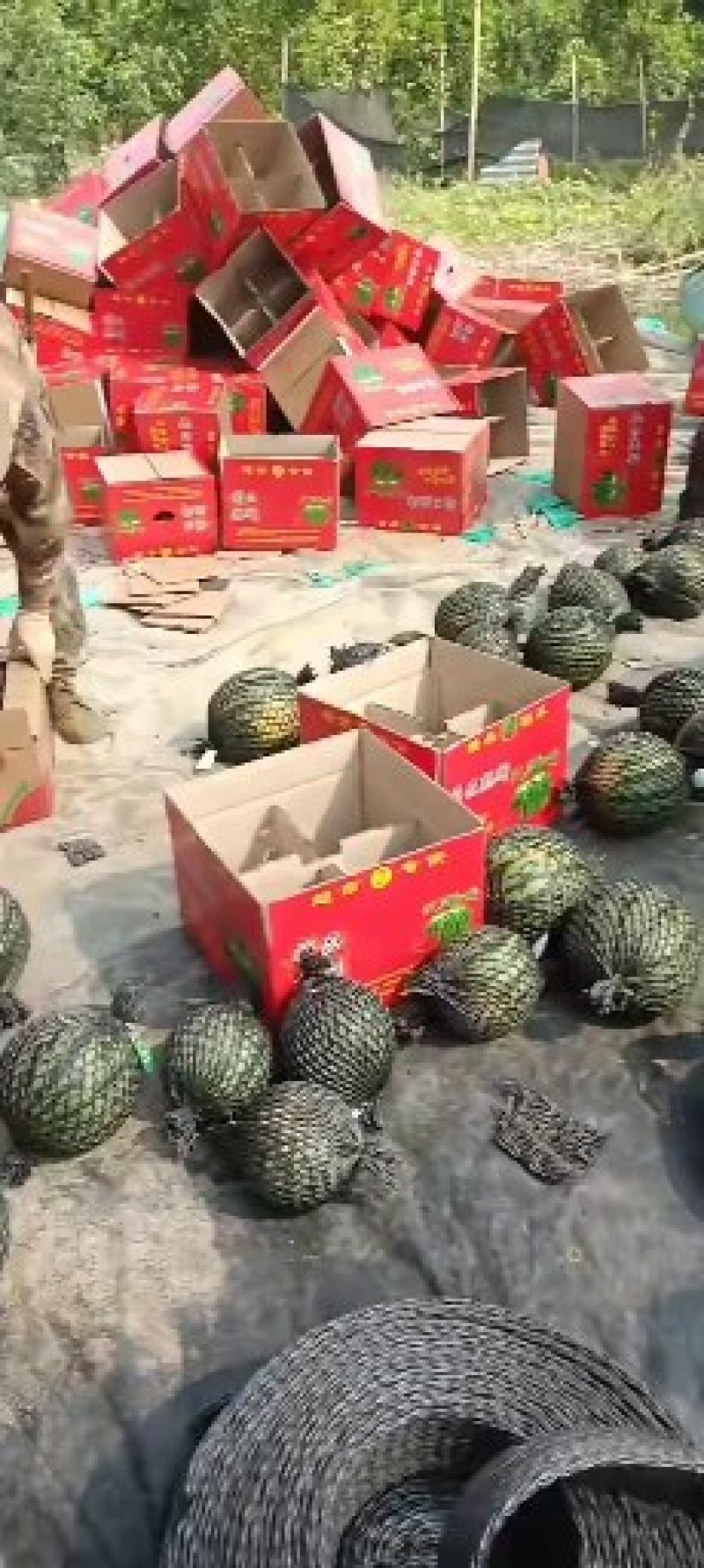 陆地甜王大量供货中:***********