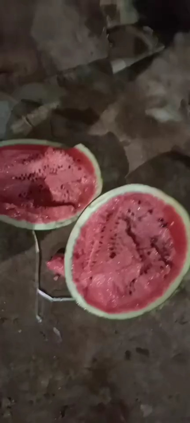 陆地甜王大量供货中:***********
