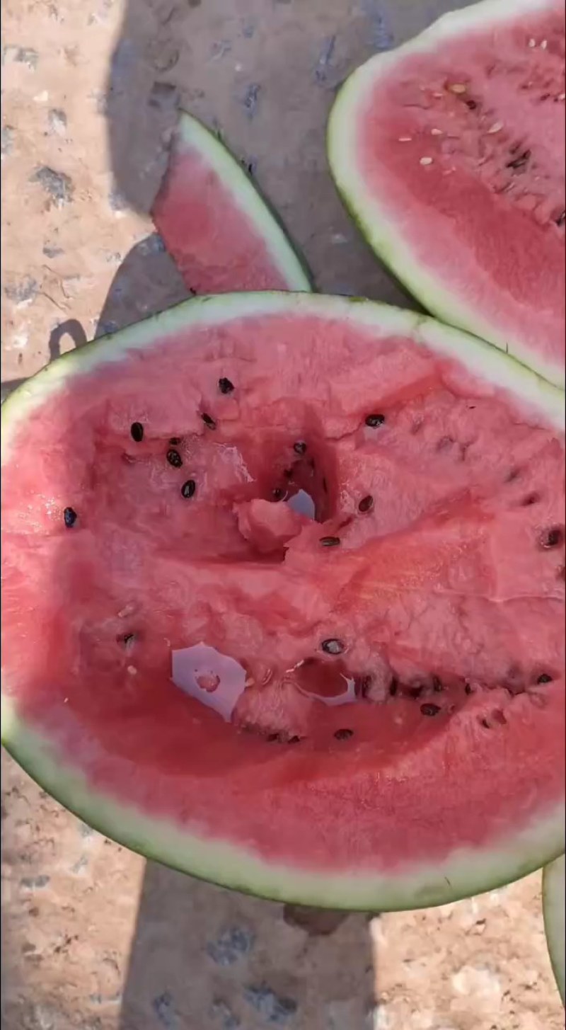 陆地甜王大量供货中:***********