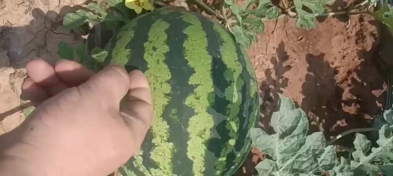 陆地甜王大量供货中:***********