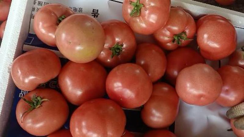 西红柿【推荐】诚信良心果蔬供应费县硬粉西红柿【坏烂包赔】