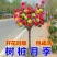 树状月季阳台盆栽嫁接树桩月季花苗特大花苗浓香庭院花卉四季