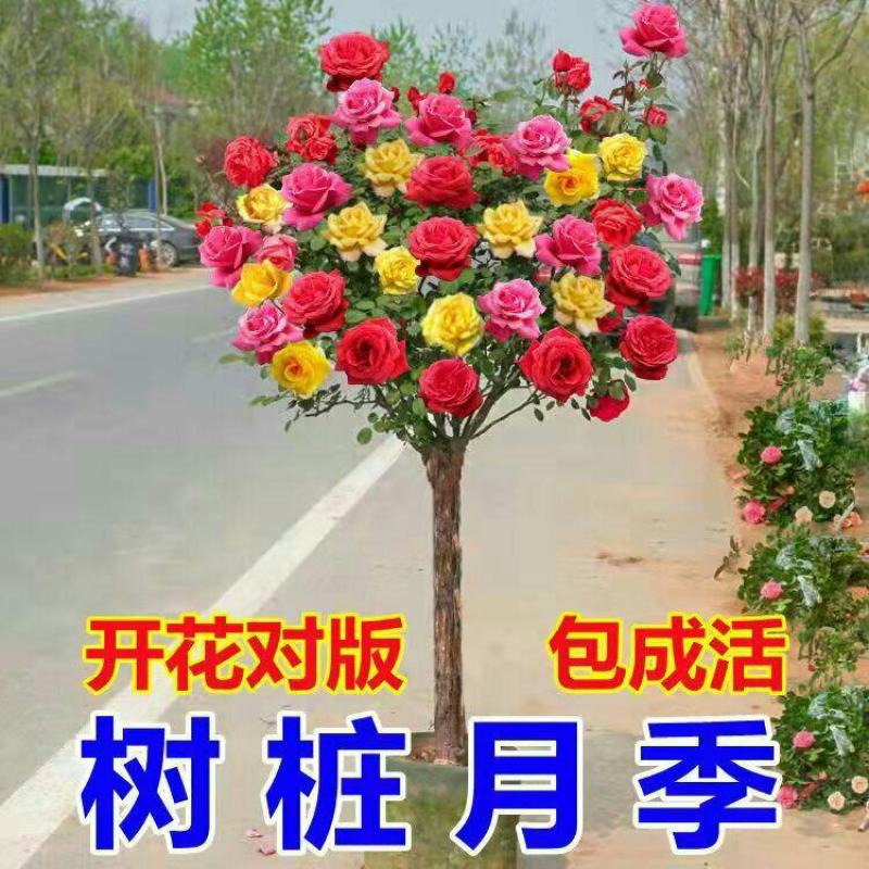 树状月季阳台盆栽嫁接树桩月季花苗特大花苗浓香庭院花卉四季