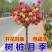 树状月季阳台盆栽嫁接树桩月季花苗特大花苗浓香庭院花卉四季