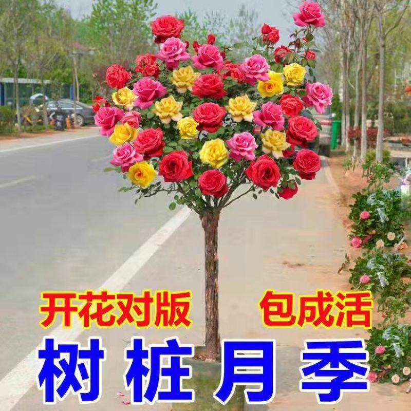 树状月季阳台盆栽嫁接树桩月季花苗特大花苗浓香庭院花卉四季