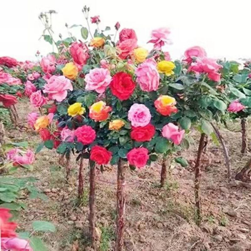 树状月季阳台盆栽嫁接树桩月季花苗特大花苗浓香庭院花卉四季