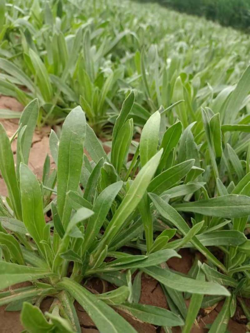 精品面条菜