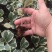 花叶三角榕花叶爱心榕花叶牛奶榕阳台绿植工程绿化苗