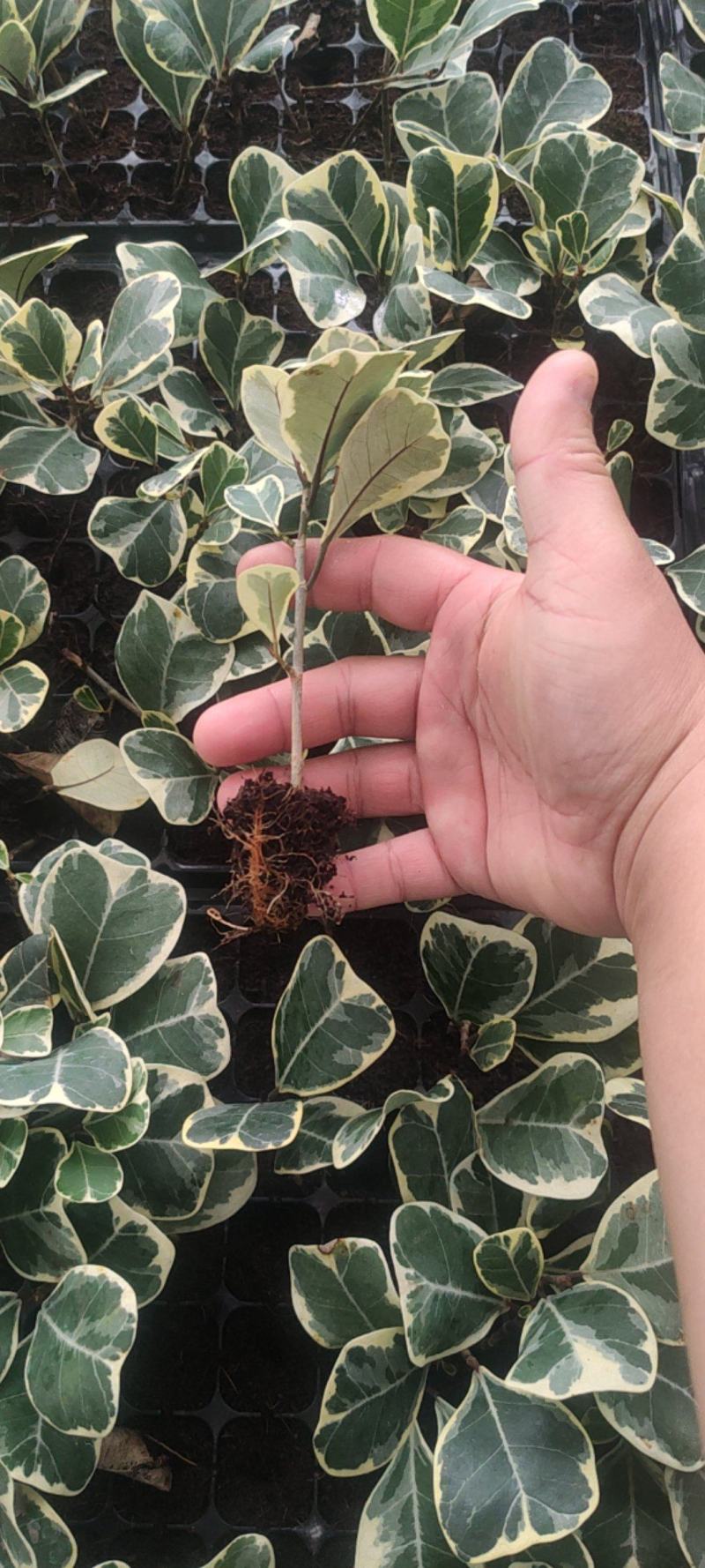 花叶三角榕花叶爱心榕花叶牛奶榕阳台绿植工程绿化苗