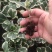 花叶三角榕花叶爱心榕花叶牛奶榕阳台绿植工程绿化苗