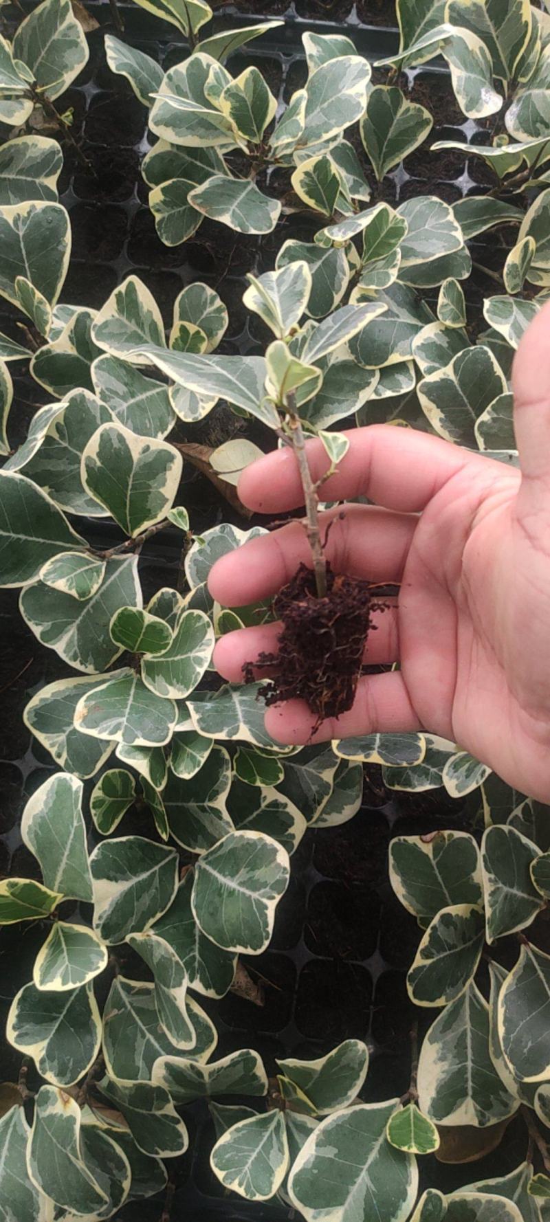 花叶三角榕花叶爱心榕花叶牛奶榕阳台绿植工程绿化苗