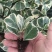 花叶三角榕花叶爱心榕花叶牛奶榕阳台绿植工程绿化苗