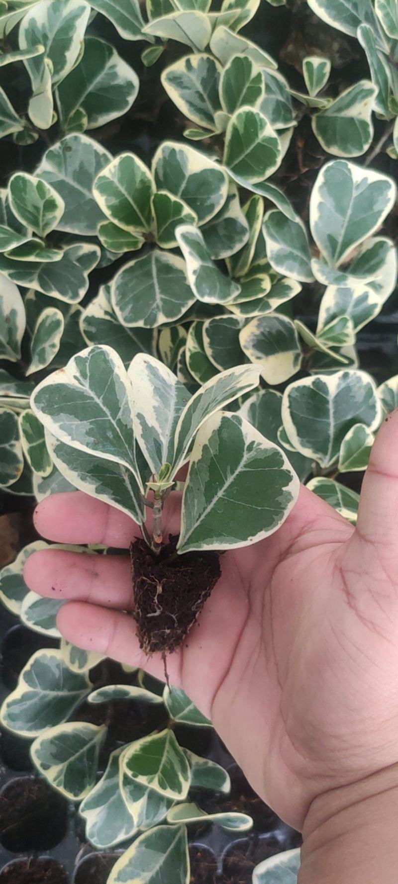 花叶三角榕花叶爱心榕花叶牛奶榕阳台绿植工程绿化苗
