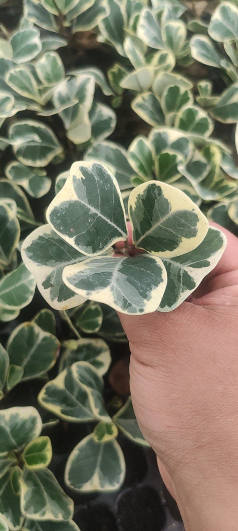 花叶三角榕花叶爱心榕花叶牛奶榕阳台绿植工程绿化苗