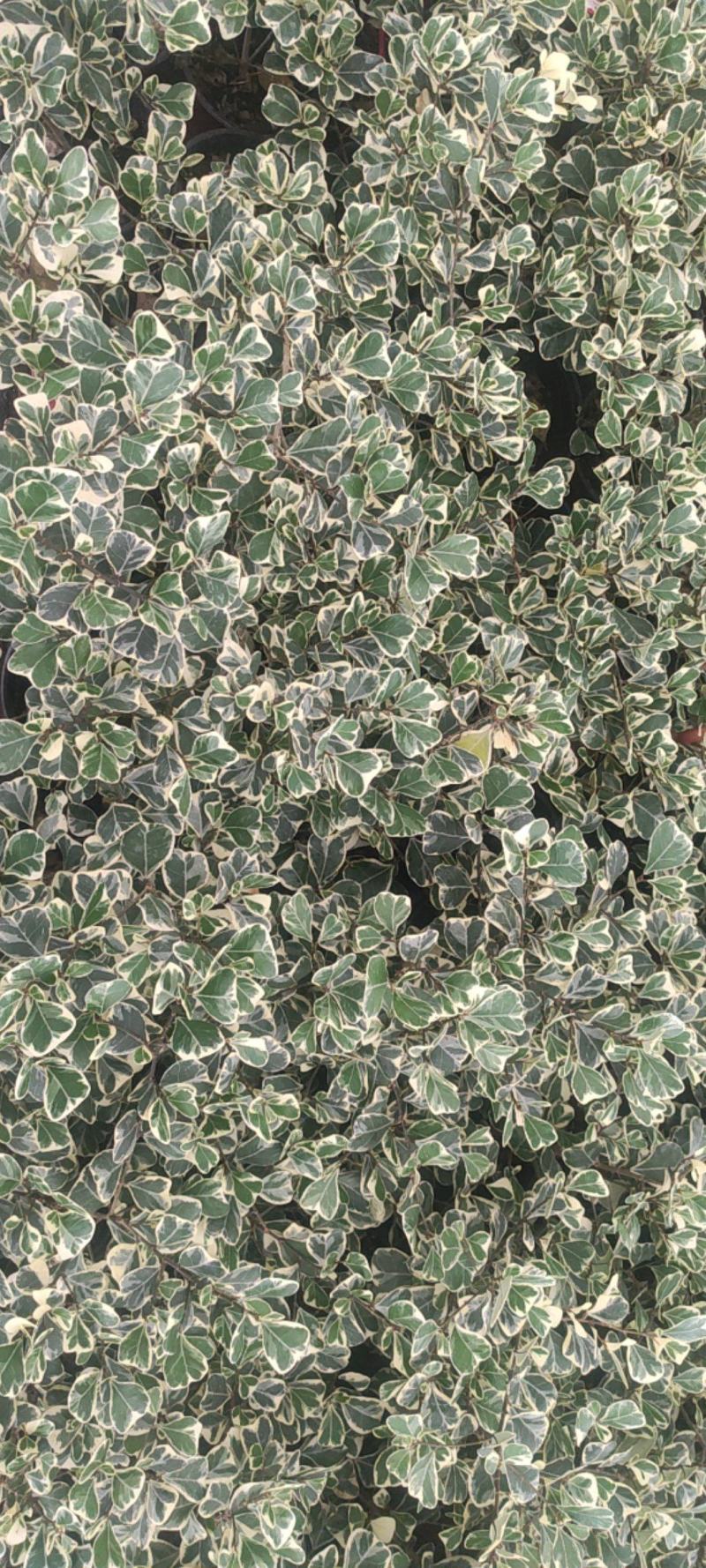 花叶三角榕花叶爱心榕花叶牛奶榕阳台绿植工程绿化苗
