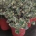 花叶三角榕花叶爱心榕花叶牛奶榕阳台绿植工程绿化苗