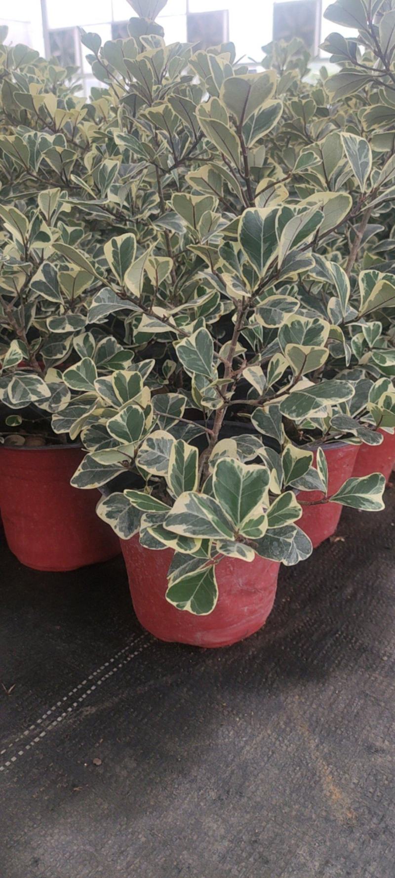 花叶三角榕花叶爱心榕花叶牛奶榕阳台绿植工程绿化苗