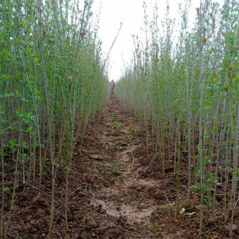 【苗圃直销】对节白蜡苗文人丛林苗小叶l绿植盆景苗好