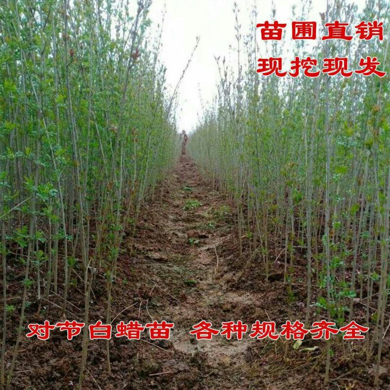 【苗圃直销】对节白蜡苗文人丛林苗小叶l绿植盆景苗好