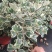 花叶三角榕花叶爱心榕花叶牛奶榕阳台绿植工程绿化苗