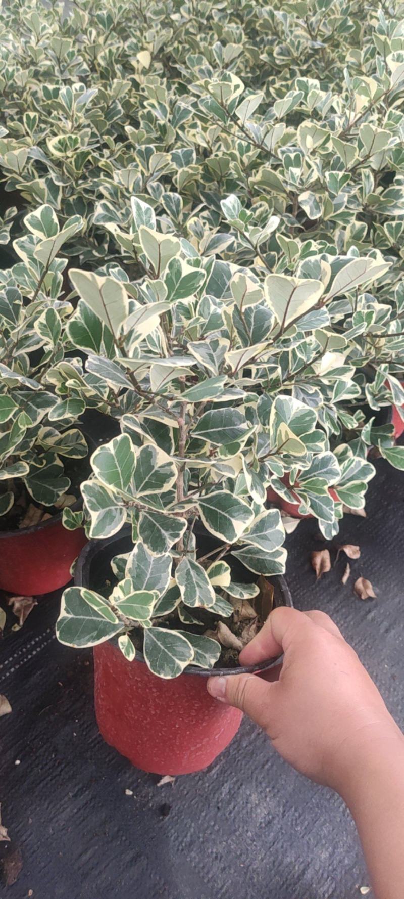 花叶三角榕花叶爱心榕花叶牛奶榕阳台绿植工程绿化苗