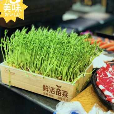 新鲜豌豆苗，量大从优