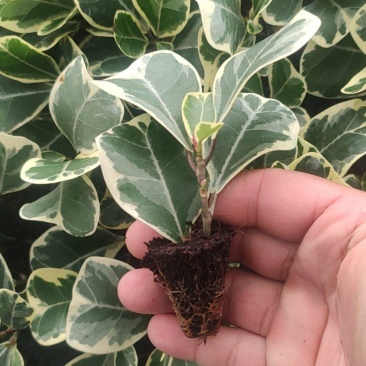 花叶三角榕花叶爱心榕花叶牛奶榕阳台绿植工程绿化苗