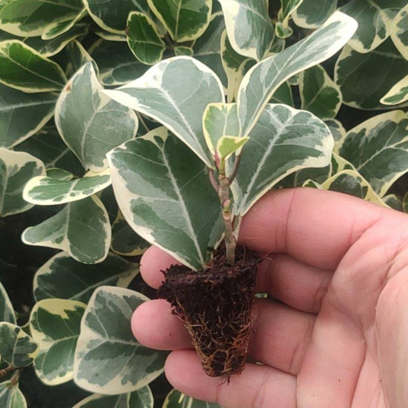花叶三角榕花叶爱心榕花叶牛奶榕阳台绿植工程绿化苗