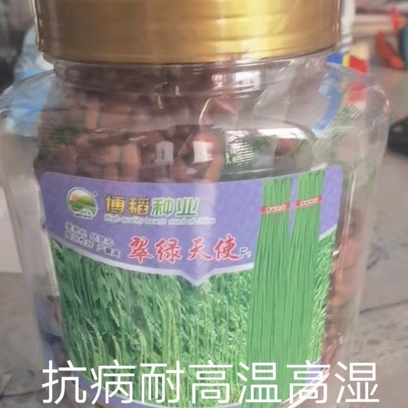翠绿天使抗病产量结荚多易管理条直长采收期长长势好