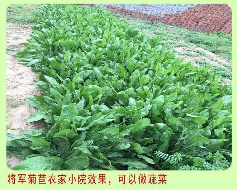 菊苣种子大叶菊苣种籽多年生四季牧草猪牛羊鸡鸭鹅鱼牧草种