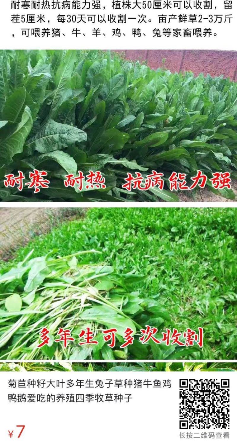 菊苣种子大叶菊苣种籽多年生四季牧草猪牛羊鸡鸭鹅鱼牧草种