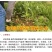 菊苣种子大叶菊苣种籽多年生四季牧草猪牛羊鸡鸭鹅鱼牧草种
