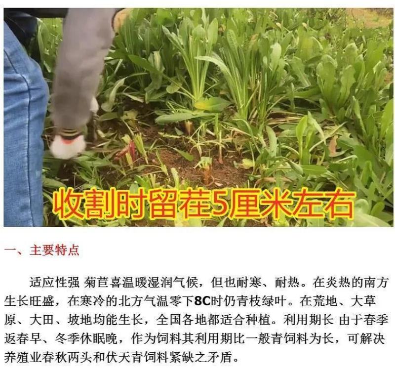 菊苣种子大叶菊苣种籽多年生四季牧草猪牛羊鸡鸭鹅鱼牧草种