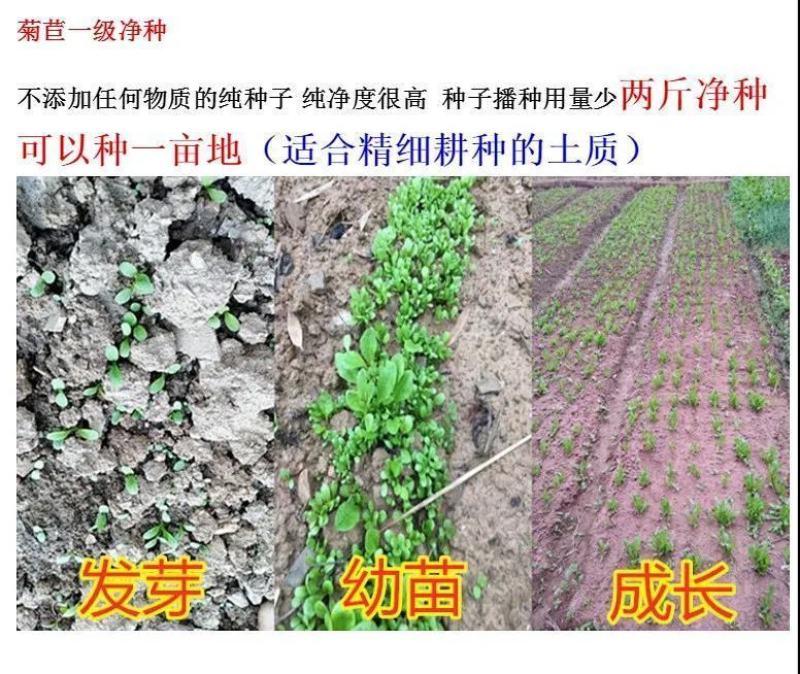 菊苣种子大叶菊苣种籽多年生四季牧草猪牛羊鸡鸭鹅鱼牧草种