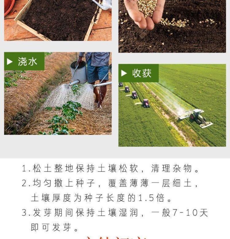 菊苣种子大叶菊苣种籽多年生四季牧草猪牛羊鸡鸭鹅鱼牧草种