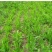 菊苣种子大叶菊苣种籽多年生四季牧草猪牛羊鸡鸭鹅鱼牧草种