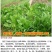 菊苣种子大叶菊苣种籽多年生四季牧草猪牛羊鸡鸭鹅鱼牧草种