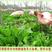 菊苣种子大叶菊苣种籽多年生四季牧草猪牛羊鸡鸭鹅鱼牧草种