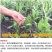 菊苣种子大叶菊苣种籽多年生四季牧草猪牛羊鸡鸭鹅鱼牧草种