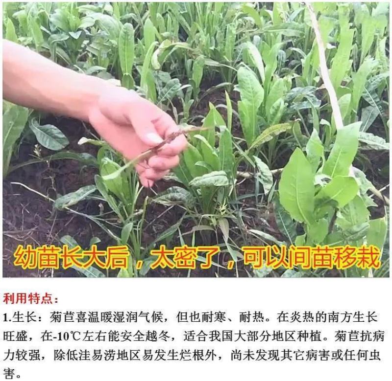 菊苣种子大叶菊苣种籽多年生四季牧草猪牛羊鸡鸭鹅鱼牧草种