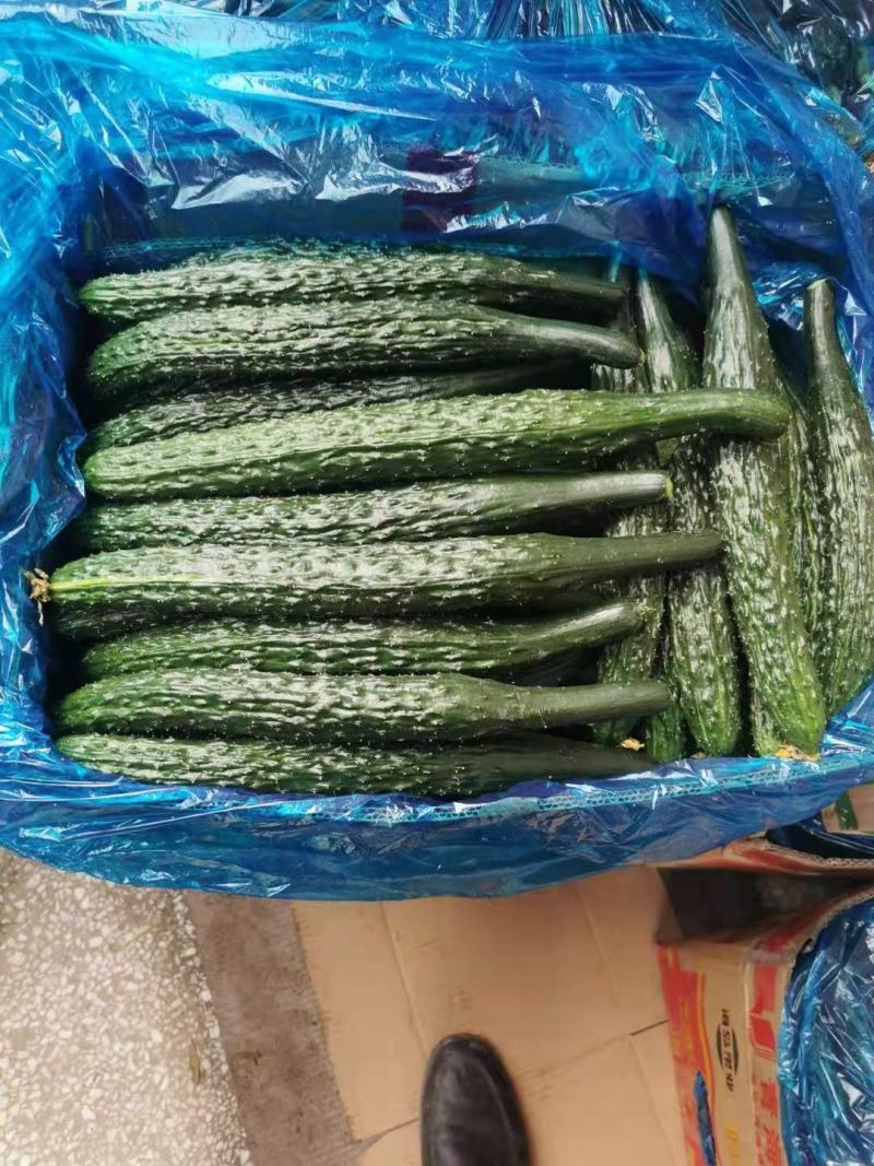 夏邑县黄瓜大量上市，欢迎新老客户光临收购，价格一质论价