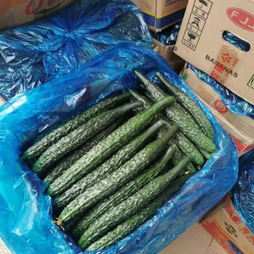 夏邑县黄瓜大量上市了，欢迎光临新老客户前来选购，优质服务